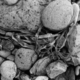 Islandsteine mit Alge