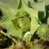 DickblattmitTauperle