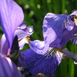 Irisnachdemregen