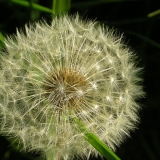 Pusteblume