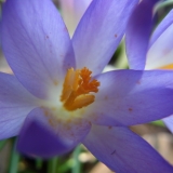 krokus