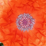 strahlenderMohn