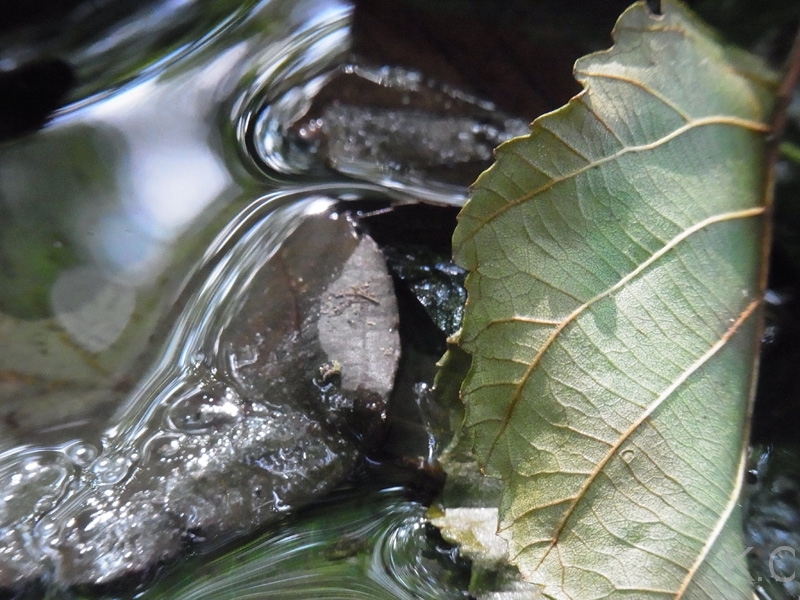 grueneswasserblatt